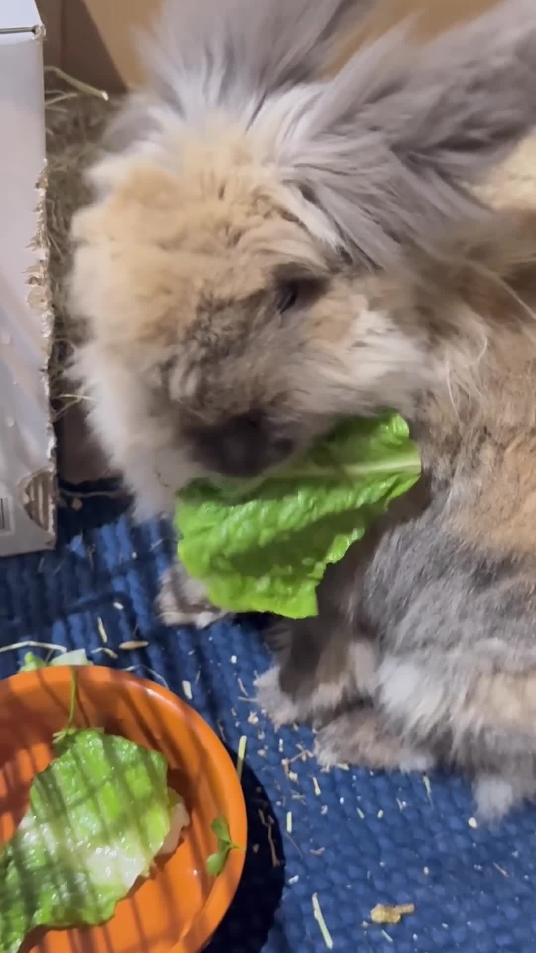 Lionhead rabbits for sale: Lola  - Video 1