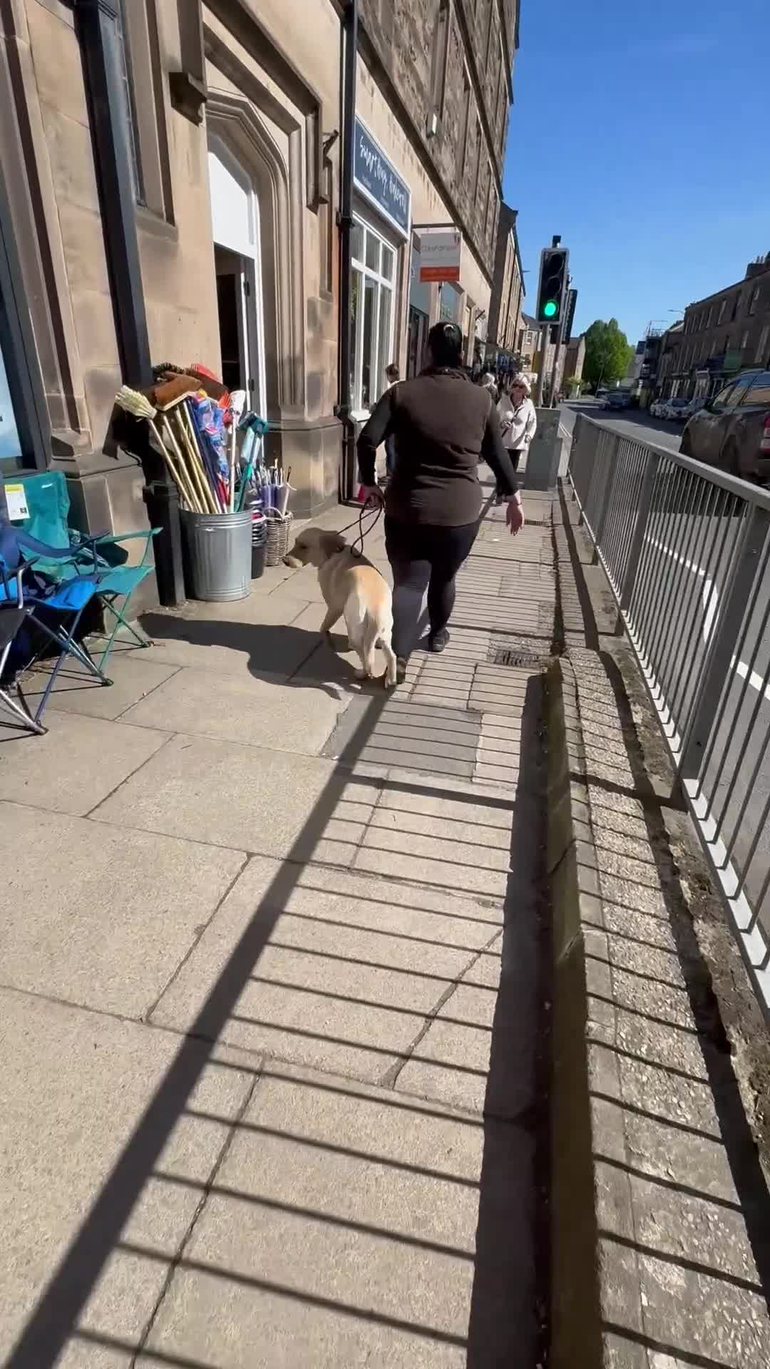 Labrador Retriever dogs for sale: Gorgeous 2.6 year Old Male Labrador Retriever 🐾 - Video 1