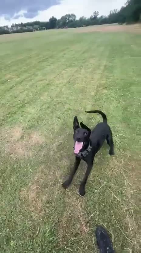 Mixed Breed dogs for sale: Dutch herder - Video 3