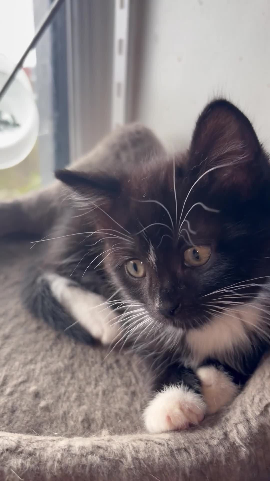 British Shorthair cats for sale: 2 Tuxedo kittens - Video 2