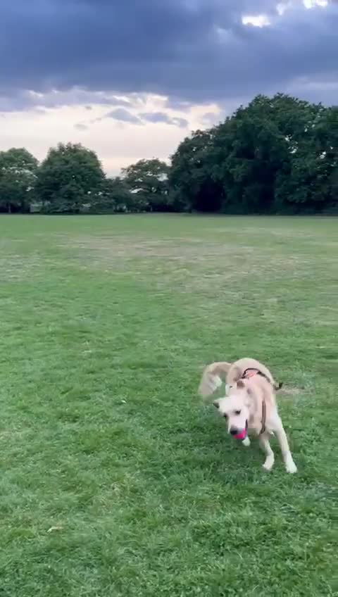 Golden Retriever dogs for sale: Golden Retriever puppy's  Ready to leave now  - Video 1