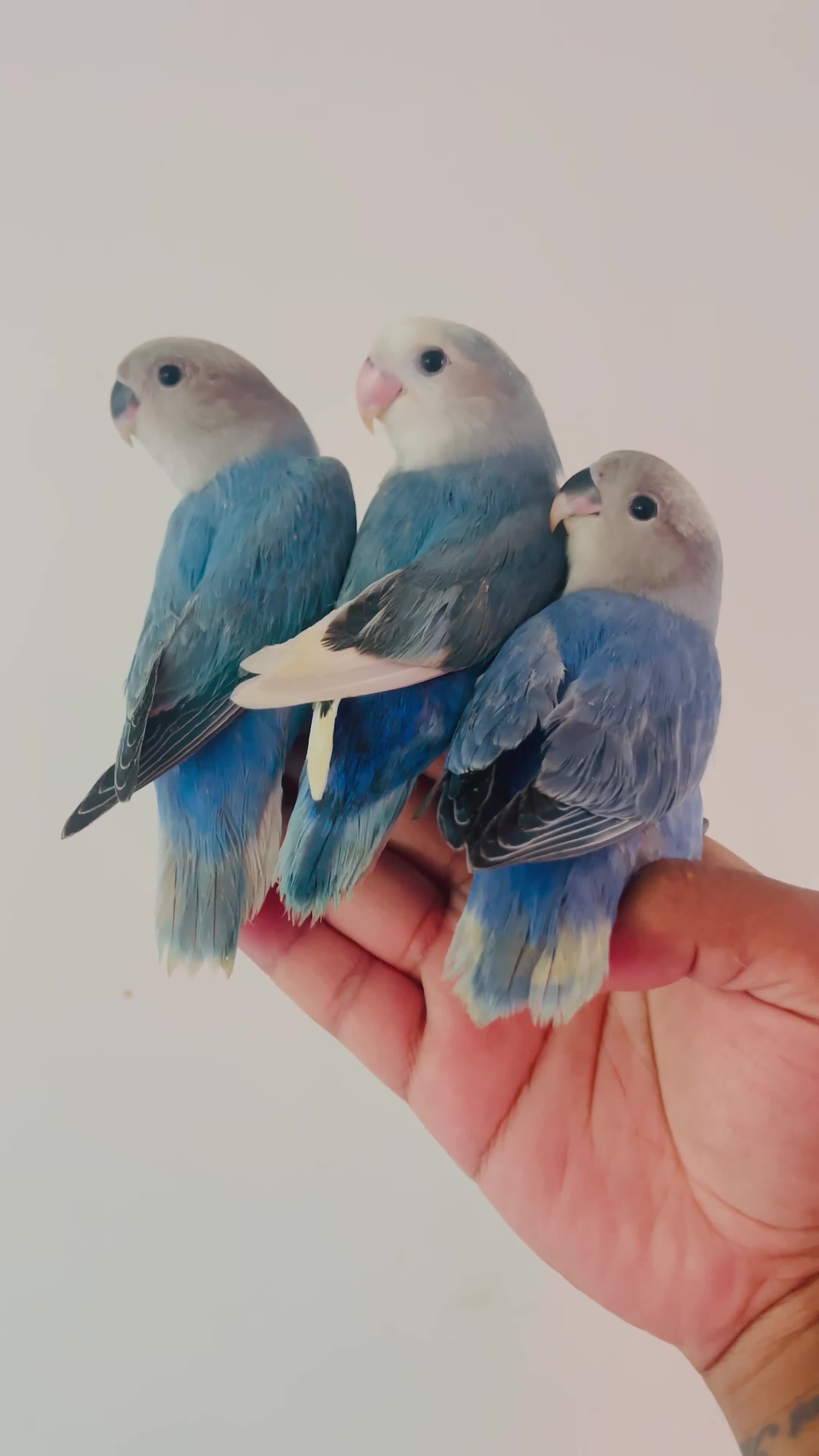 Lovebirds birds for sale: Hand reared lovebirds for sale  - Video 1