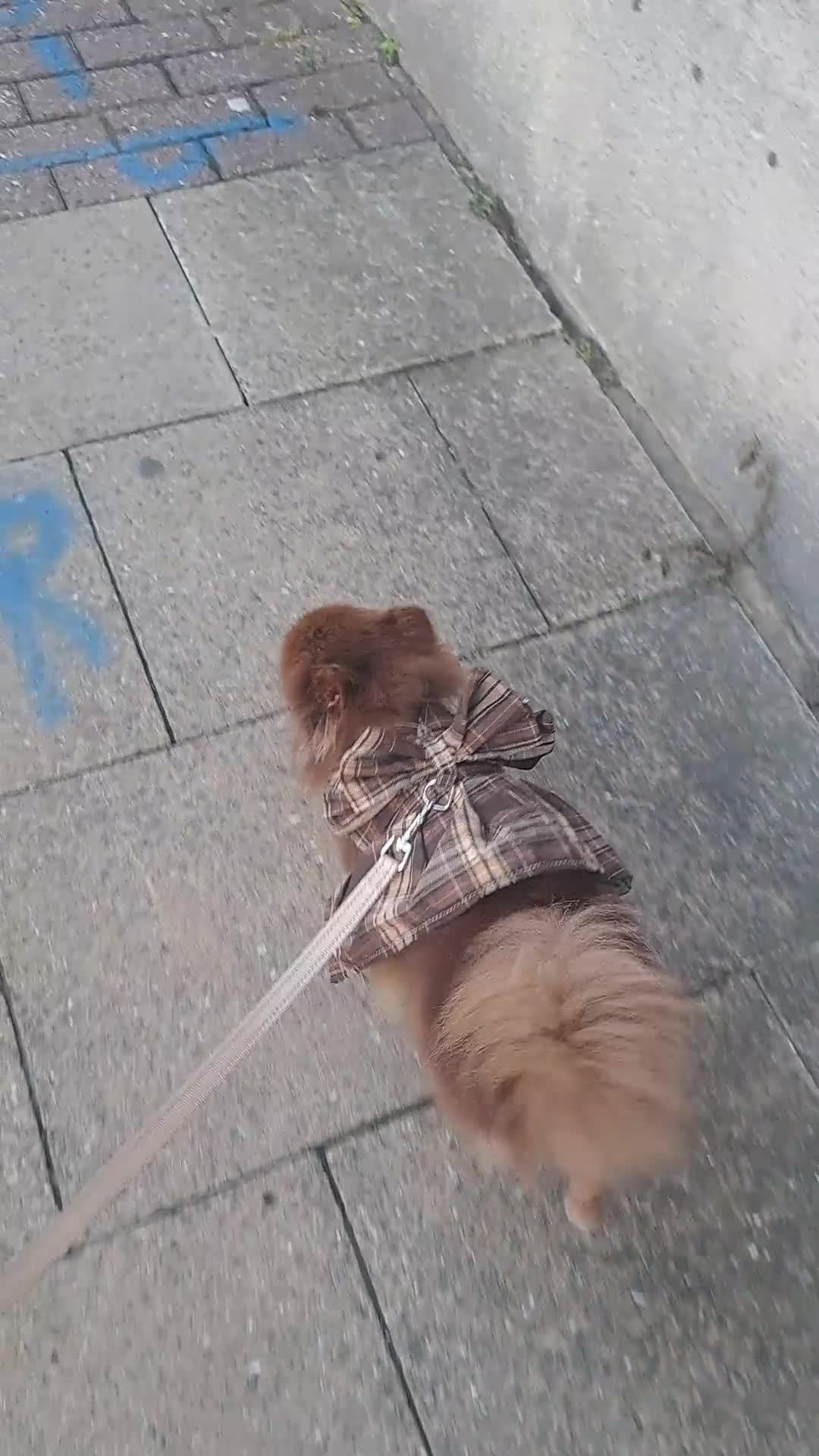 Pomeranian dogs for sale: Sweet Kiki  - Video 1