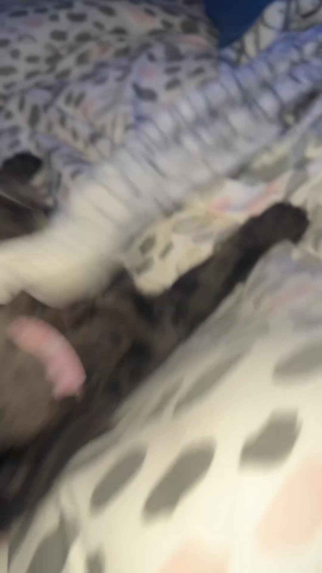 French Bulldog dogs for sale: Black fluffy French bulldog female  - Video 3