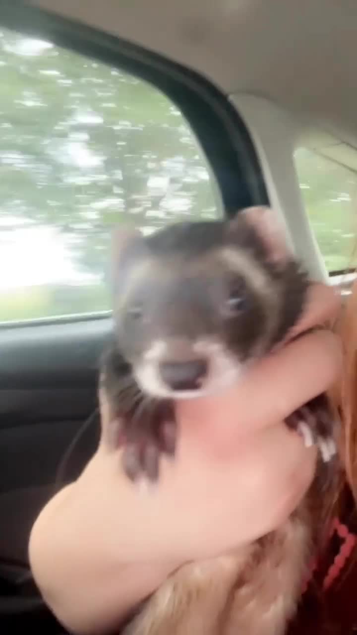 Ferret rodents for sale: evie the ferret  - Video 2