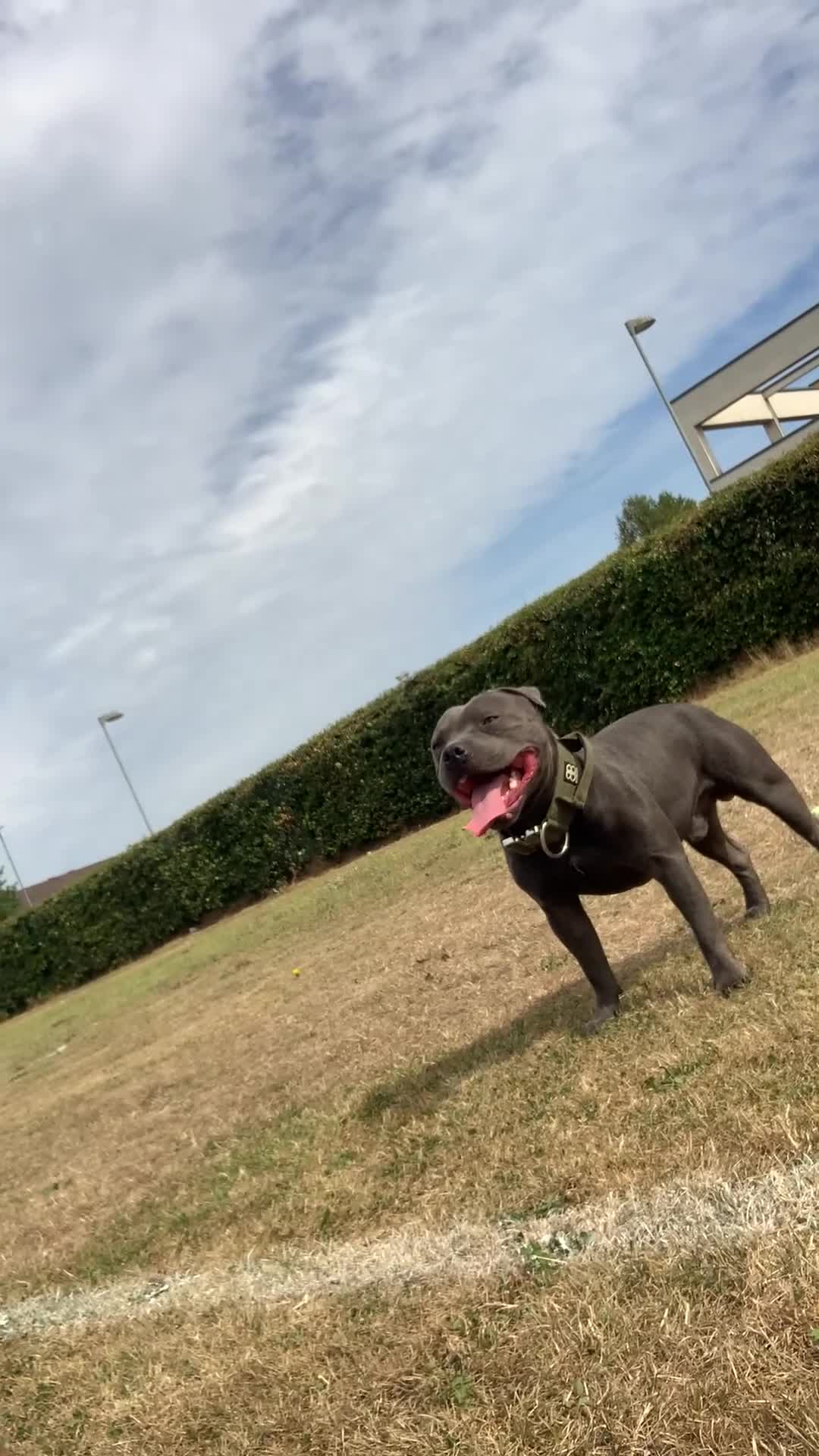 Staffordshire Bull Terrier dogs for stud: PROVEN Staffordshire bull terrier stud  - Video 2