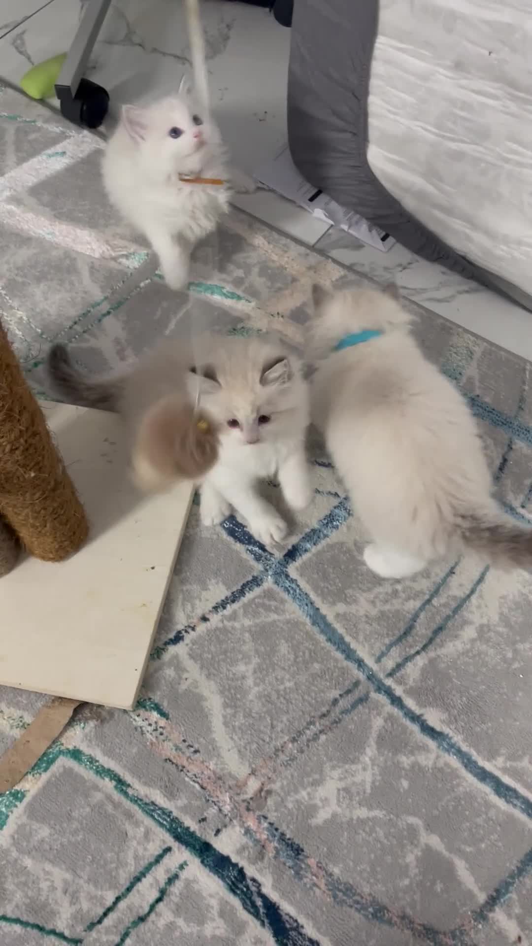 Ragdoll cats for sale: 4 lovely Blue Lynx Bicolour Ragdolls Kittens - Video 1