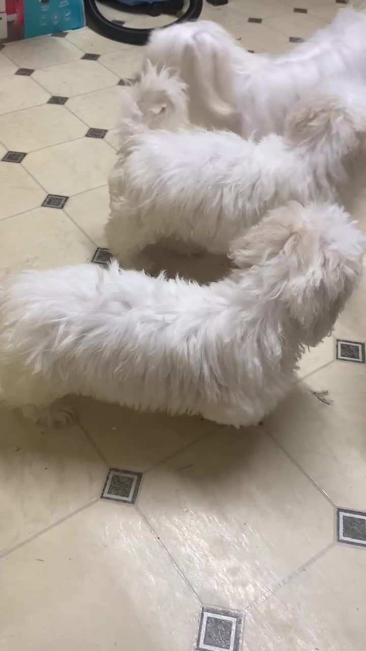 Maltese dogs for sale: Stunning Purebred Maltese Boys Puppies  - Video 2