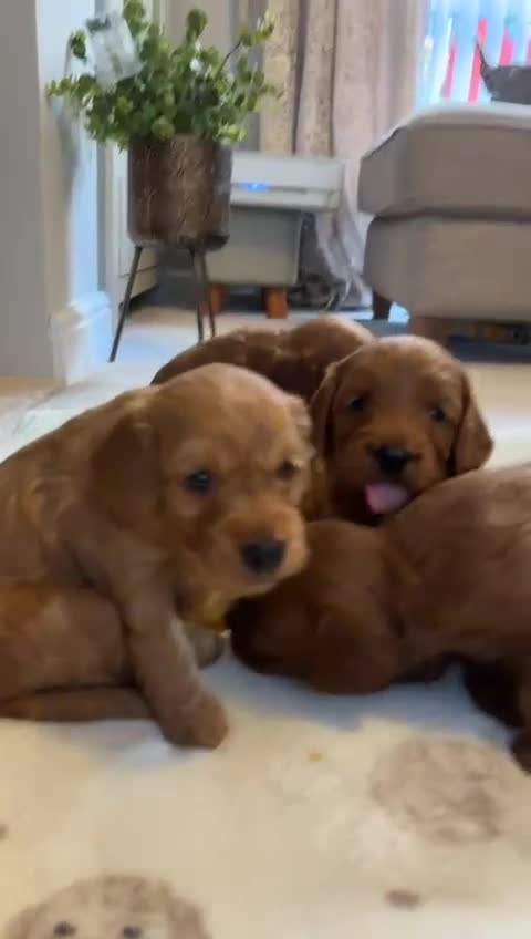 Cockapoo dogs for sale: Beautiful F1 Cockapoo puppies  - Video 2