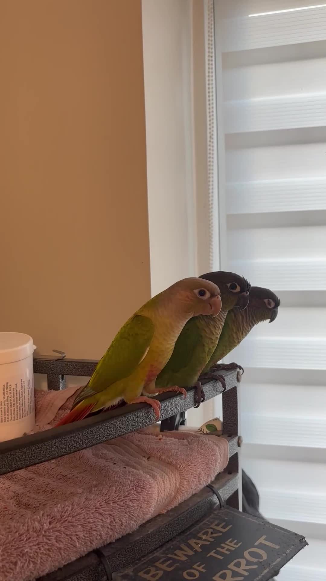 Conures birds for sale: Conure babies parent reared!! - Video 1