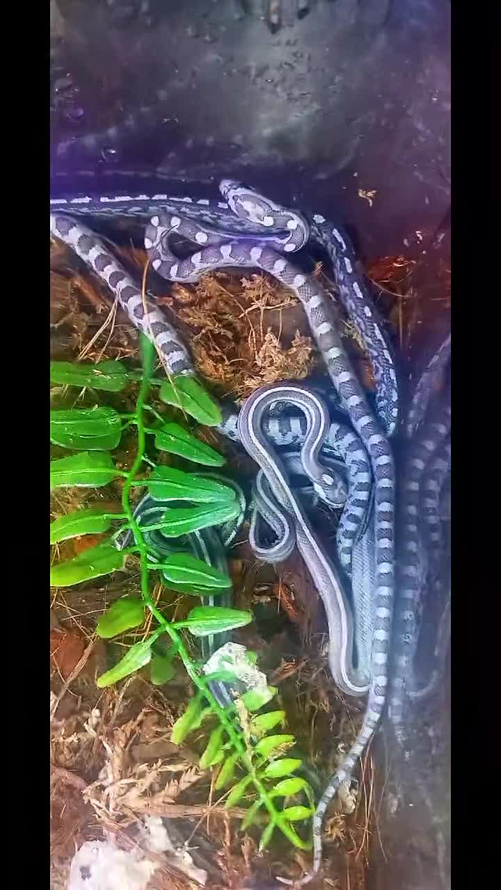 Corn Snake reptiles for sale: Corn snakes forsale 2025 corn snakes 2026 clutches - Video 4