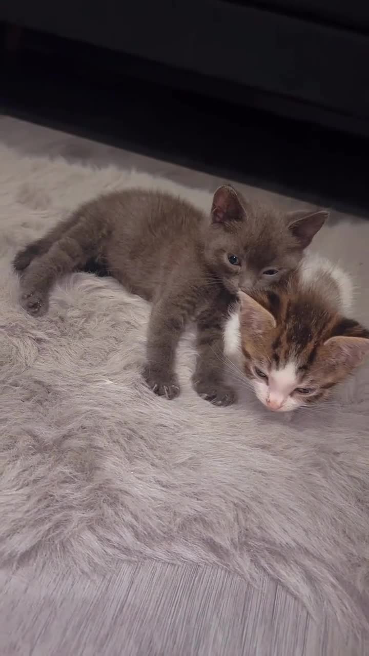 Mixed Breed cats for sale: Baby grey kitten - Video 1