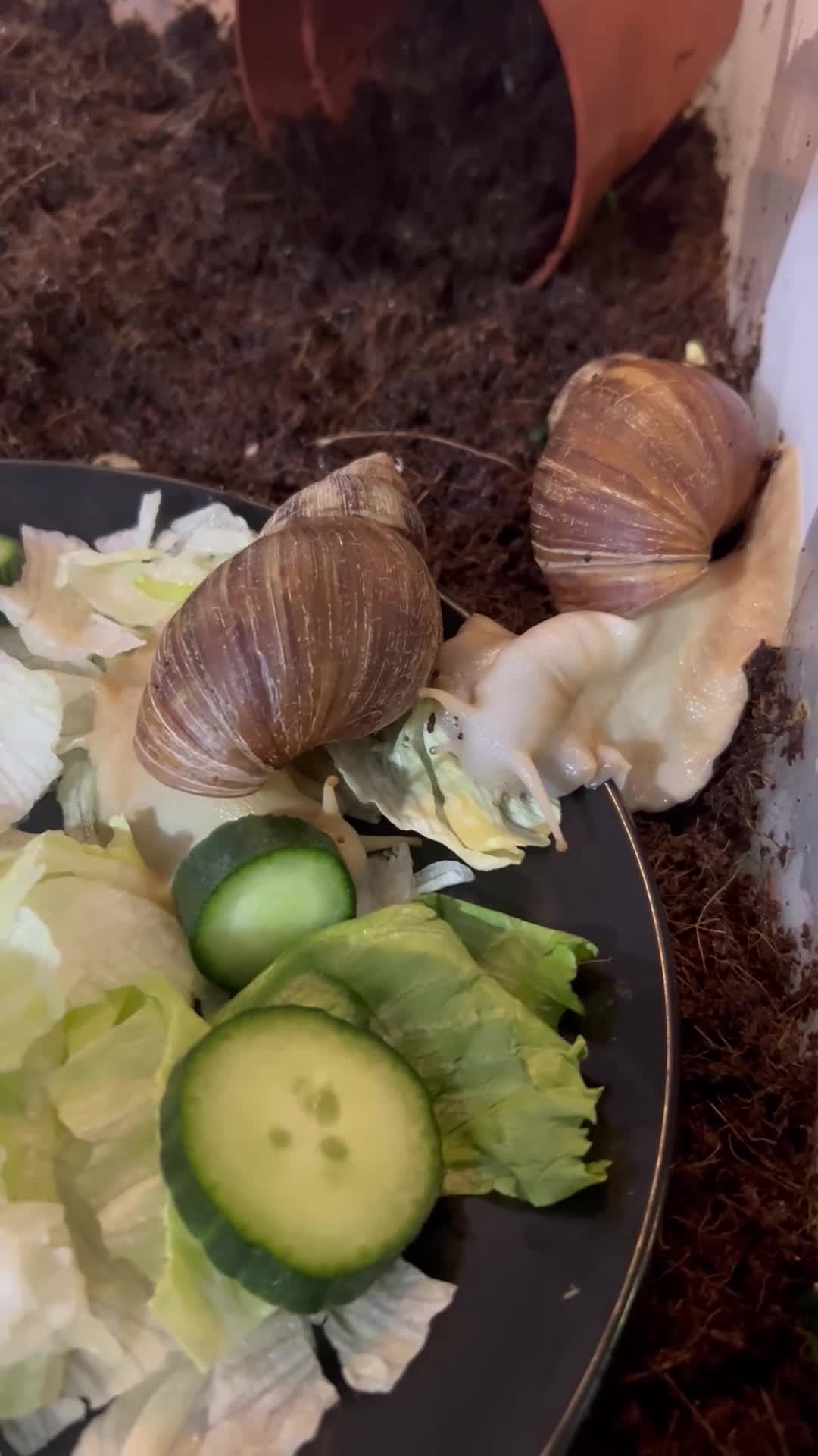 Snails invertebrates for sale: Two African Land Snails for Rehoming - Video 2