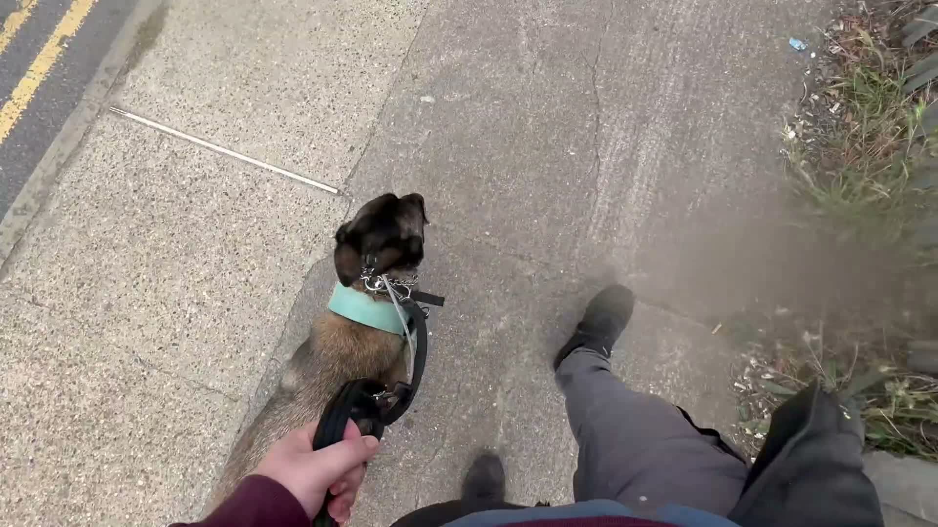 Belgian Shepherd Dog dogs for sale: Delta the dutchie  - Video 1