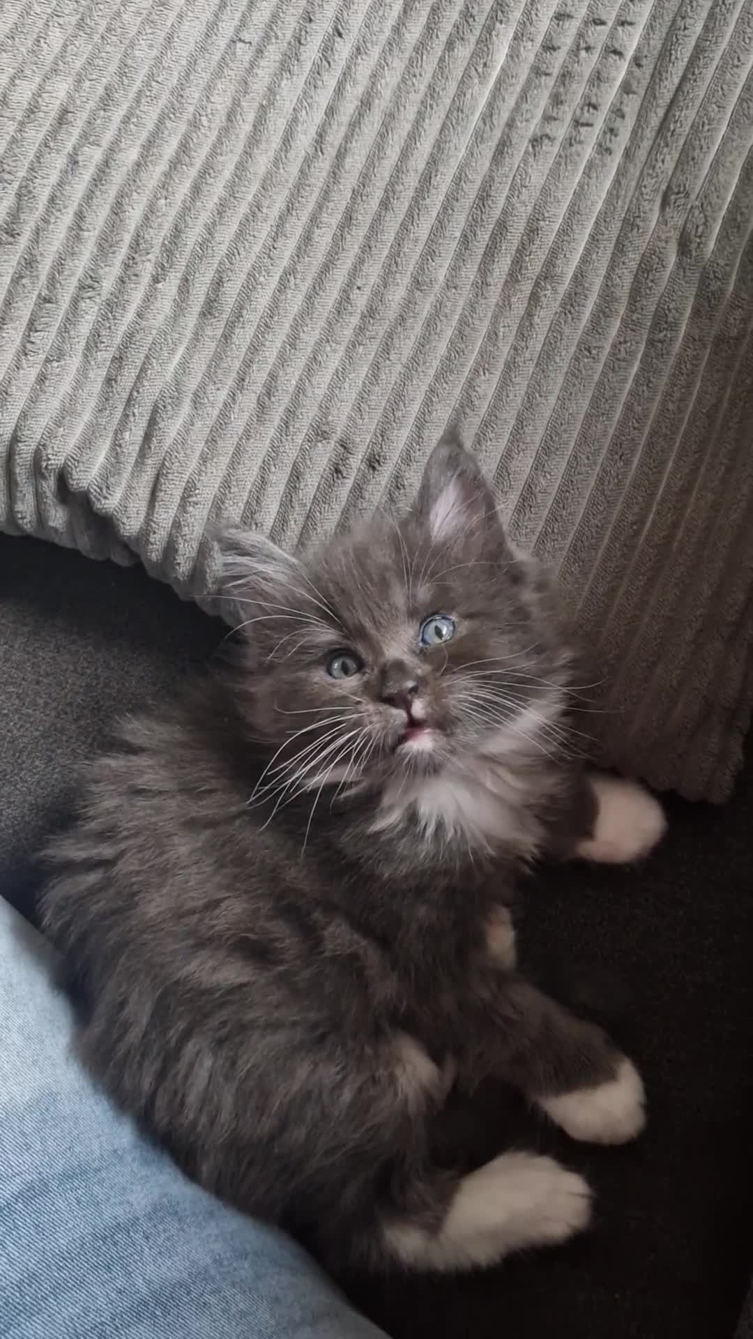 Maine Coon cats for sale: 2 beautiful Maine Coones left - Video 4