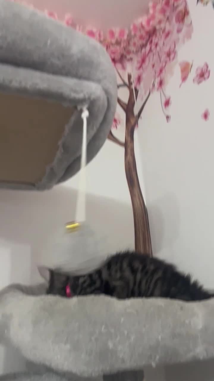 Mixed Breed cats for sale: Ready Now 2male and 1female Left - Video 2