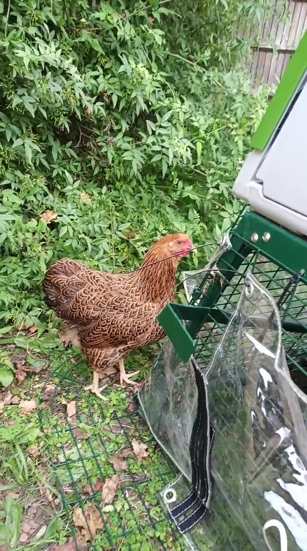 Chickens poultry for sale: 2 Batam Chickens & Coop - Video 2