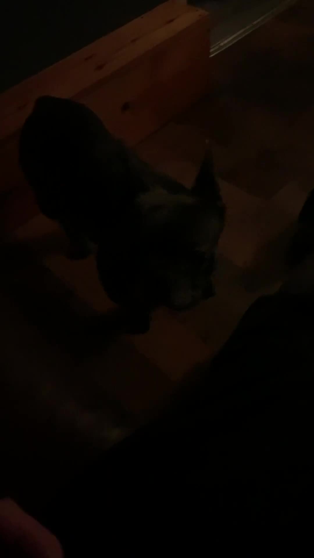 French Bulldog dogs for sale: Frenchie looking for a new home - Video 1