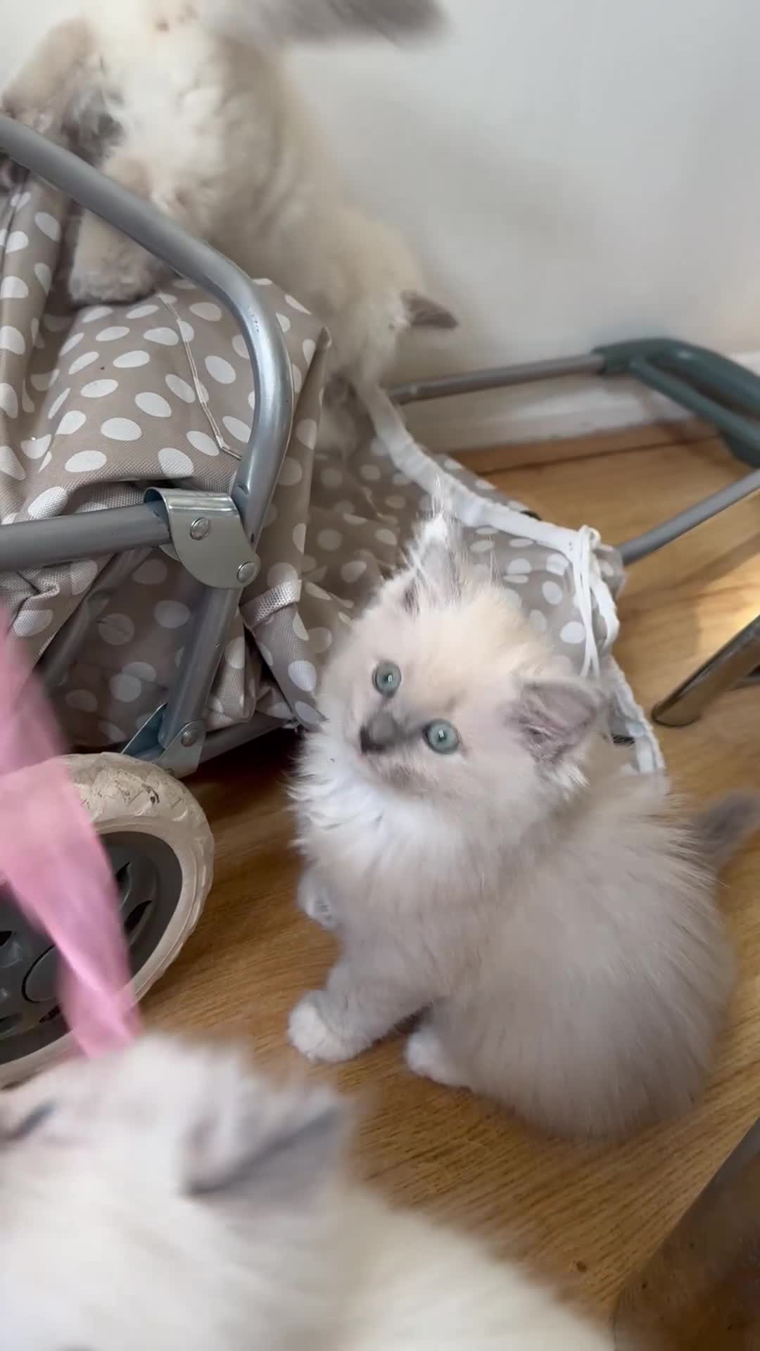 Ragdoll cats for sale: Rare Mink and blue mitted Ragdoll kittens  - Video 2