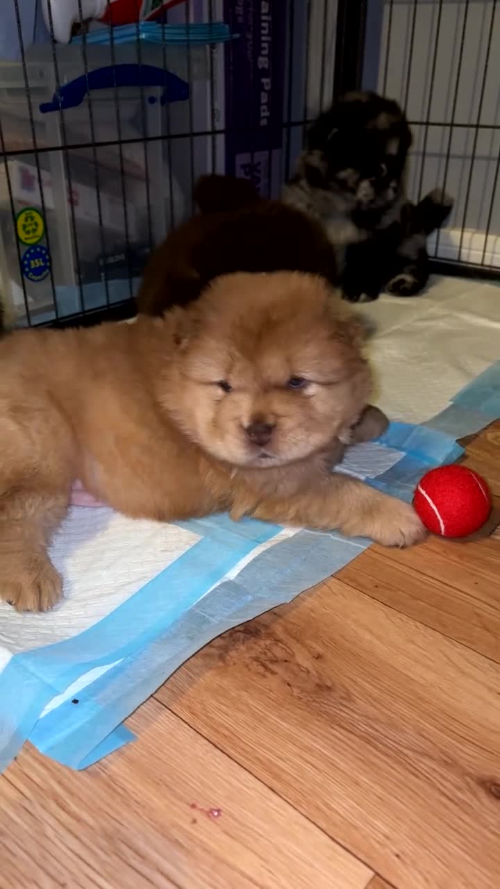 Chow Chow dogs for sale: Merle Chow Chow puppies  - Video 3