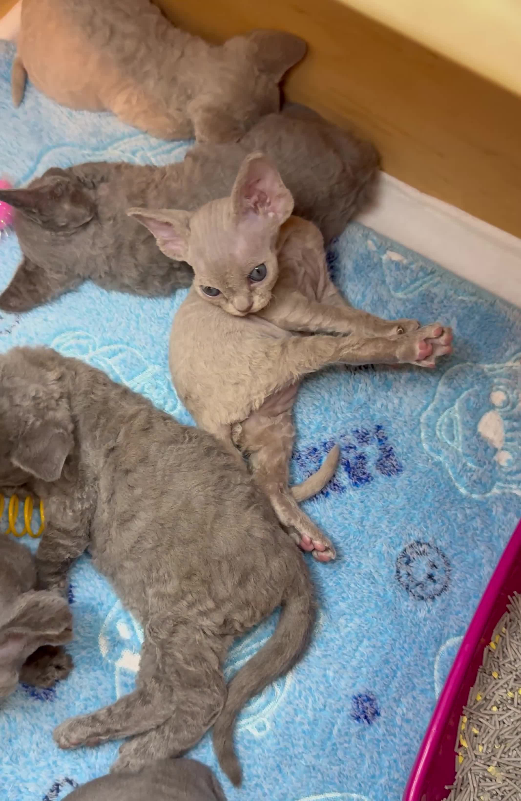 Devon Rex cats for sale: Beautiful blue boy and lilac girl!!!!! - Video 1