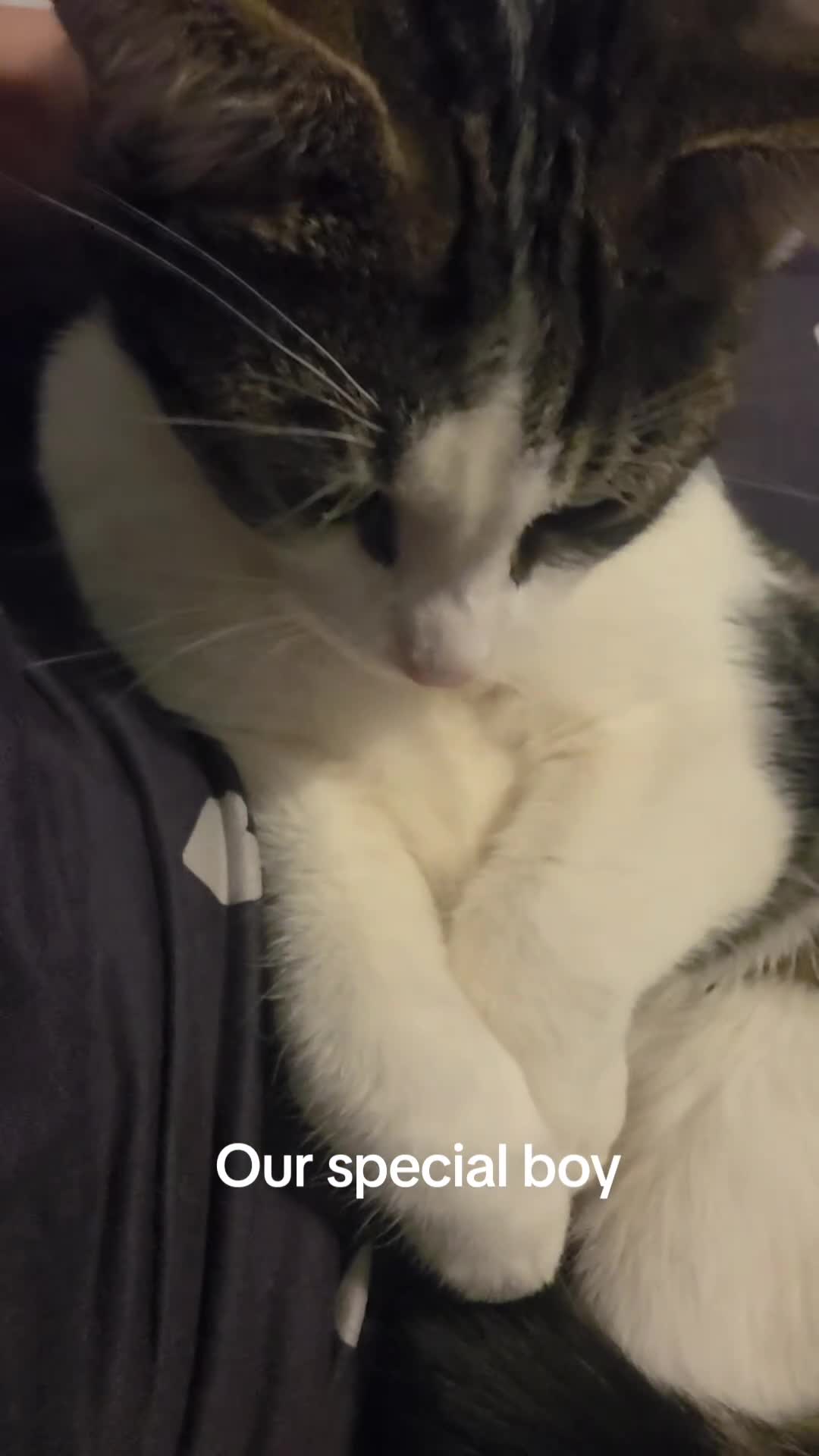 Domestic Shorthair cats for sale: 8 Month Old fun loving shorthair plus extras - Video 2