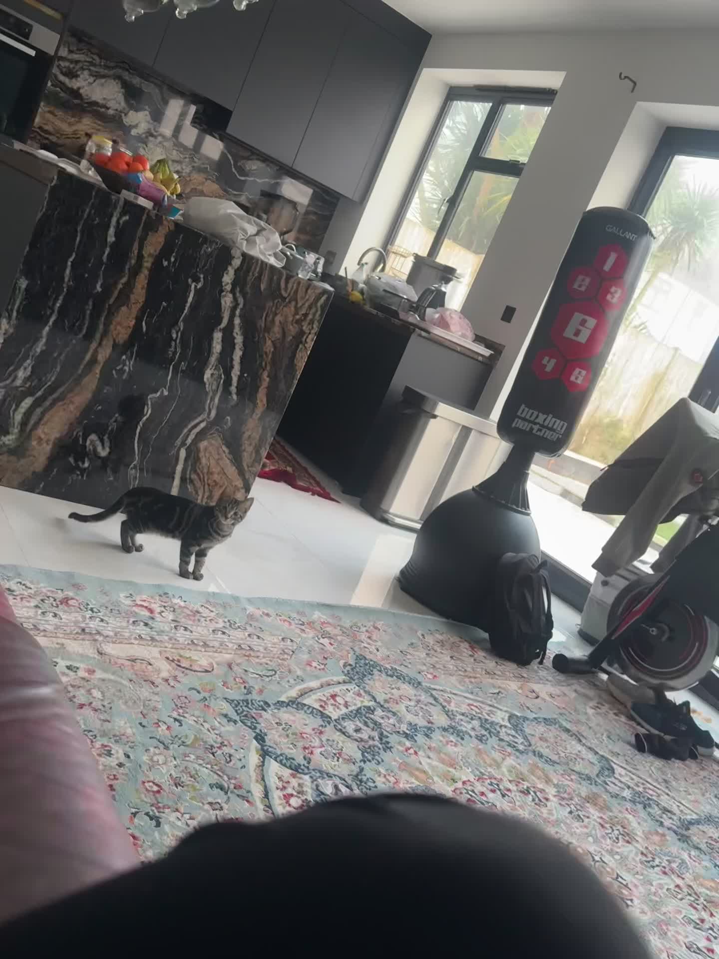 American Wirehair cats for sale: Melon  - Video 1