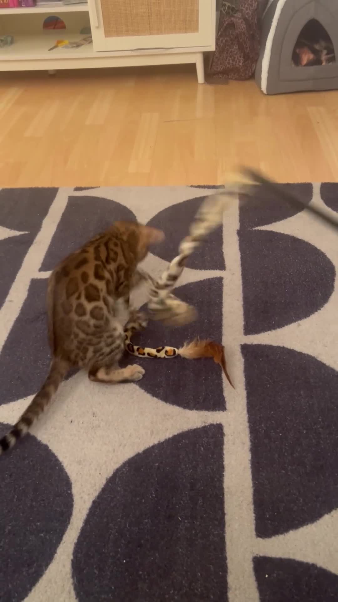 Bengal cats for sale: Pure Bengal - Home Raised - £1300 - Video 1