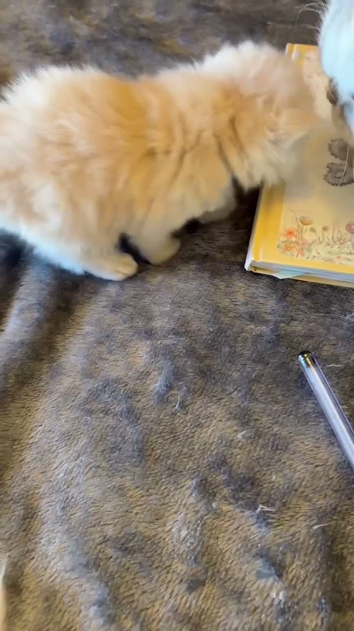 Persian cats for sale: Pure bred   **  cream shaded Persian kitten  in Hounslow - Video 1