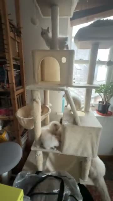 Ragdoll cats for sale: Aristocats Ragdolls Rare Flamepoint Baby Girl.  - Video 1