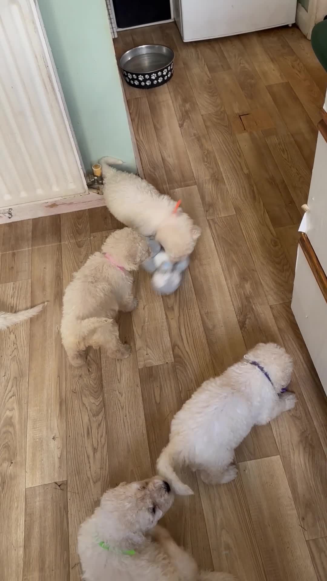 Komondor dogs for sale: Komondor Puppies - Video 1