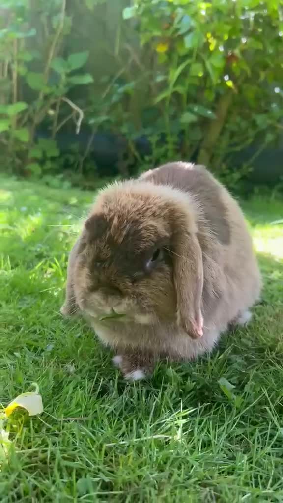 Mini Lop rabbits for sale: Lonely bunny in Liverpool - Video 1