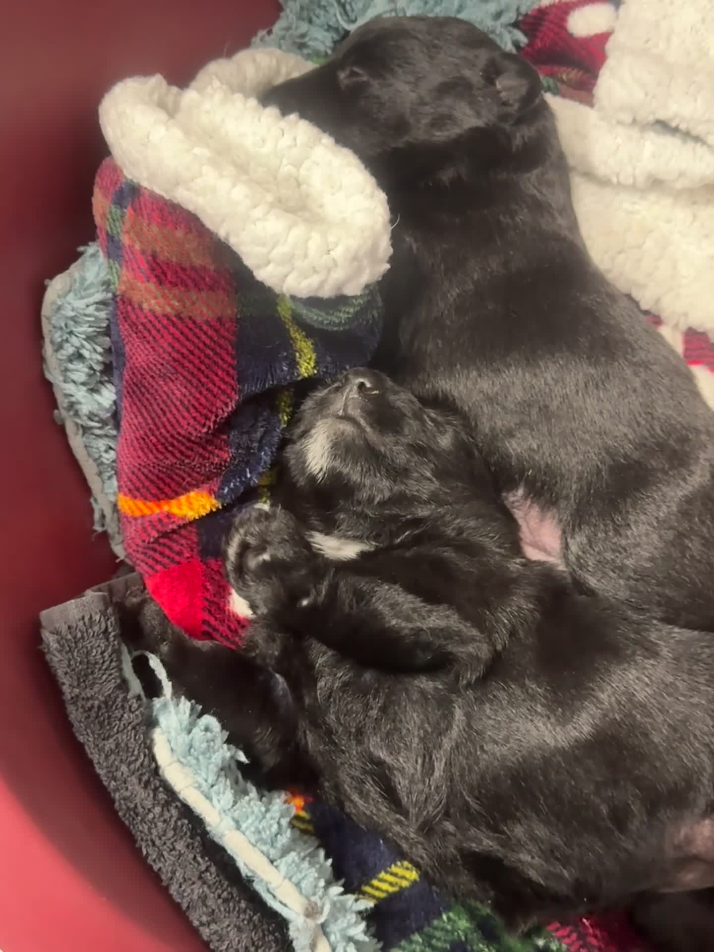 Scottish Terrier dogs for sale: Stunning Pedigree Scottish Terrier Puppies  - Video 1
