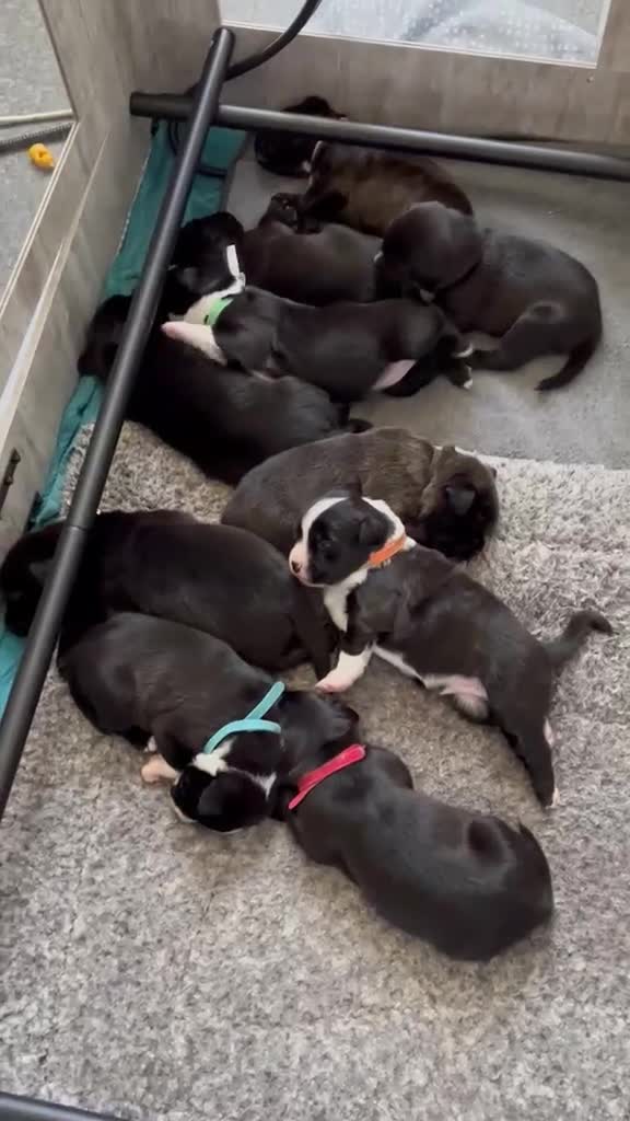 Mixed Breed dogs for sale: Puppies  - Video 1