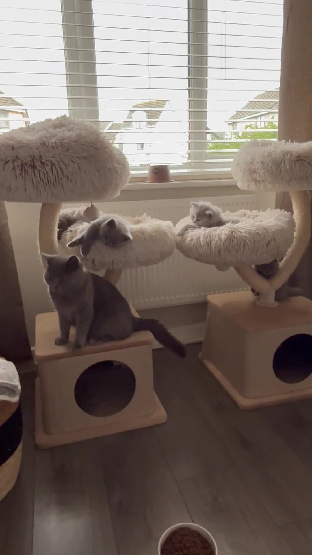 British Shorthair cats for sale: BEAUTIFUL BRITISH SHORT AND LONG HAIR KITTENS - Video 1