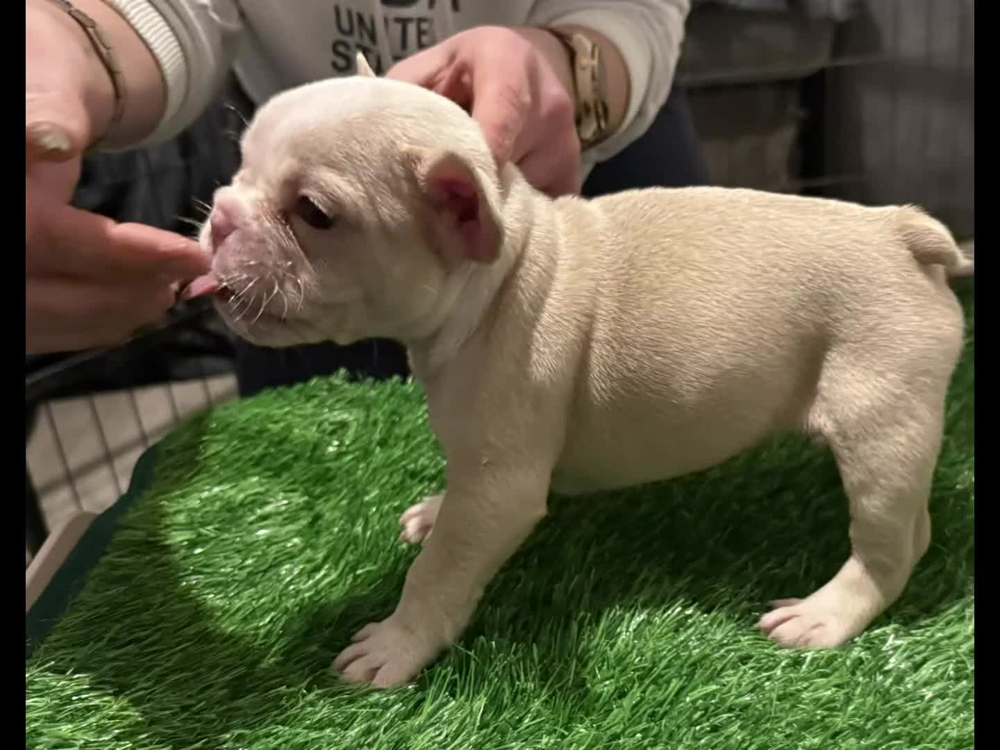 French Bulldog dogs for sale: Highly Health tested French Bulldog Puppies - Video 1