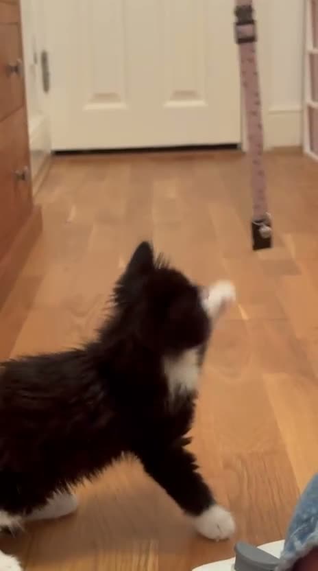Mixed Breed cats for sale: girl kitten - Video 1
