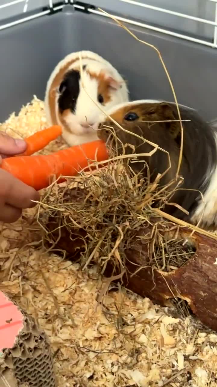 Guinea Pig rodents for sale: Guinea pigs  in Stockton-on-Tees - Video 2
