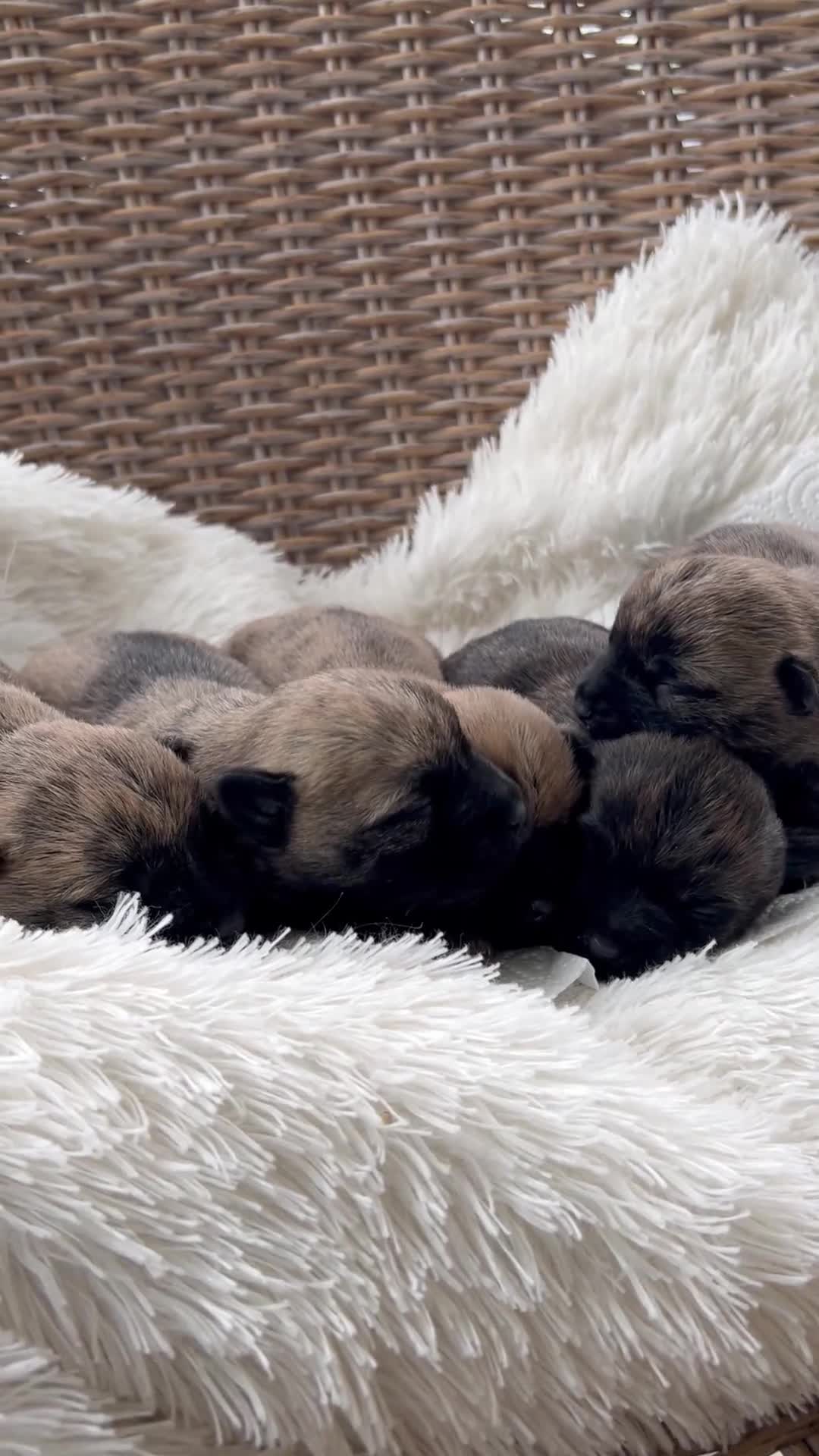 Cairn Terrier dogs for sale: CAIRN TERRIER PUPPIES - Video 1