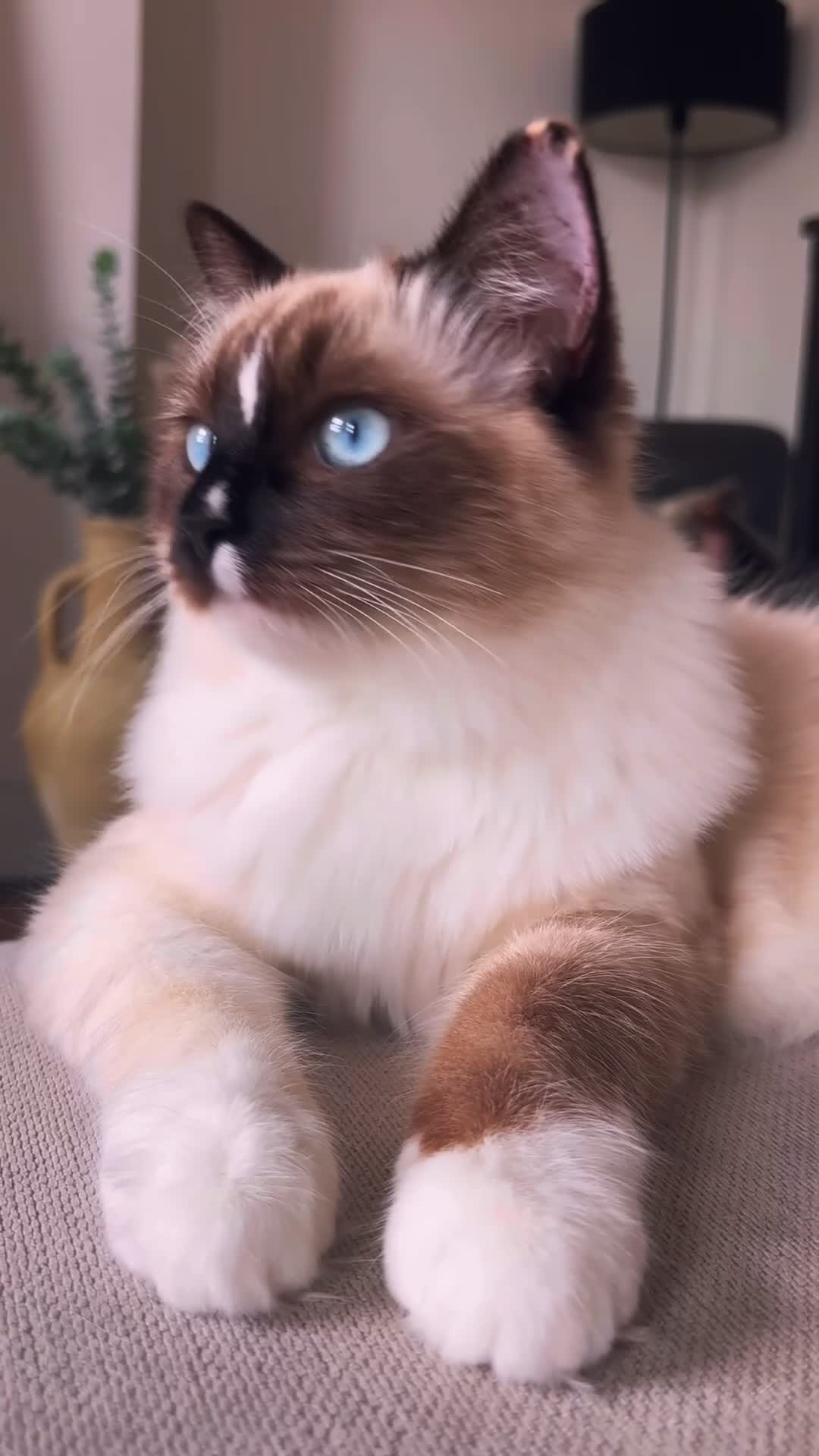 Ragdoll cats for sale: Beautiful 9-Month-Old Indoor Ragdoll - Video 1