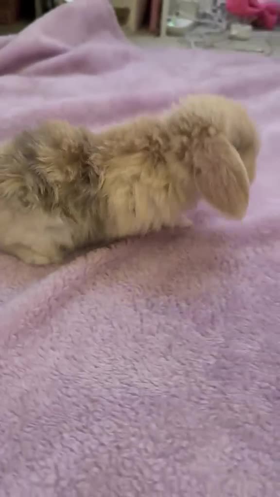 Mini Lop rabbits for sale: Mini lop bunnies  - Video 3