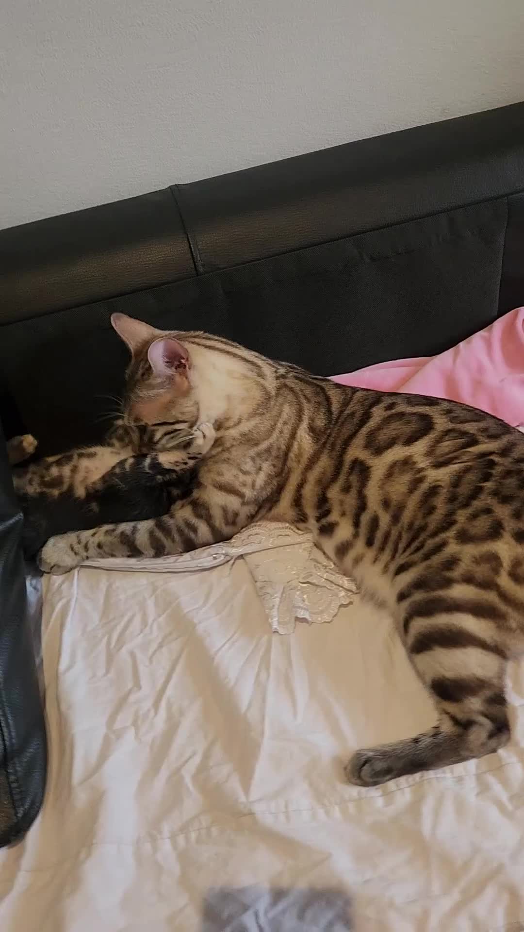 Bengal cats for sale: ✨Pure Bengal Kittens – Champion Bloodline ✨ - Video 5