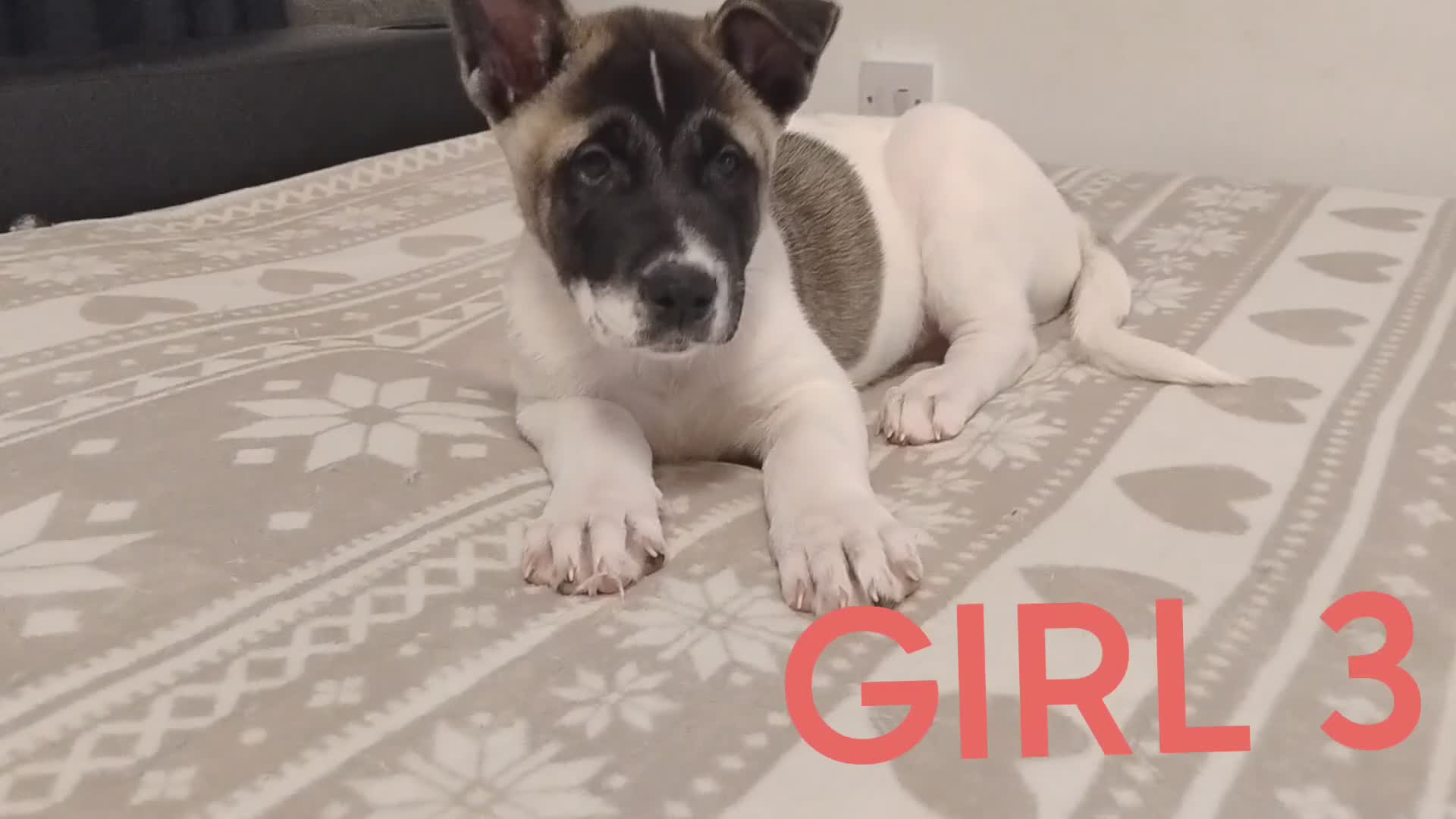 Akita dogs for sale: Three Beautiful American Akita Girls for sale - Video 5