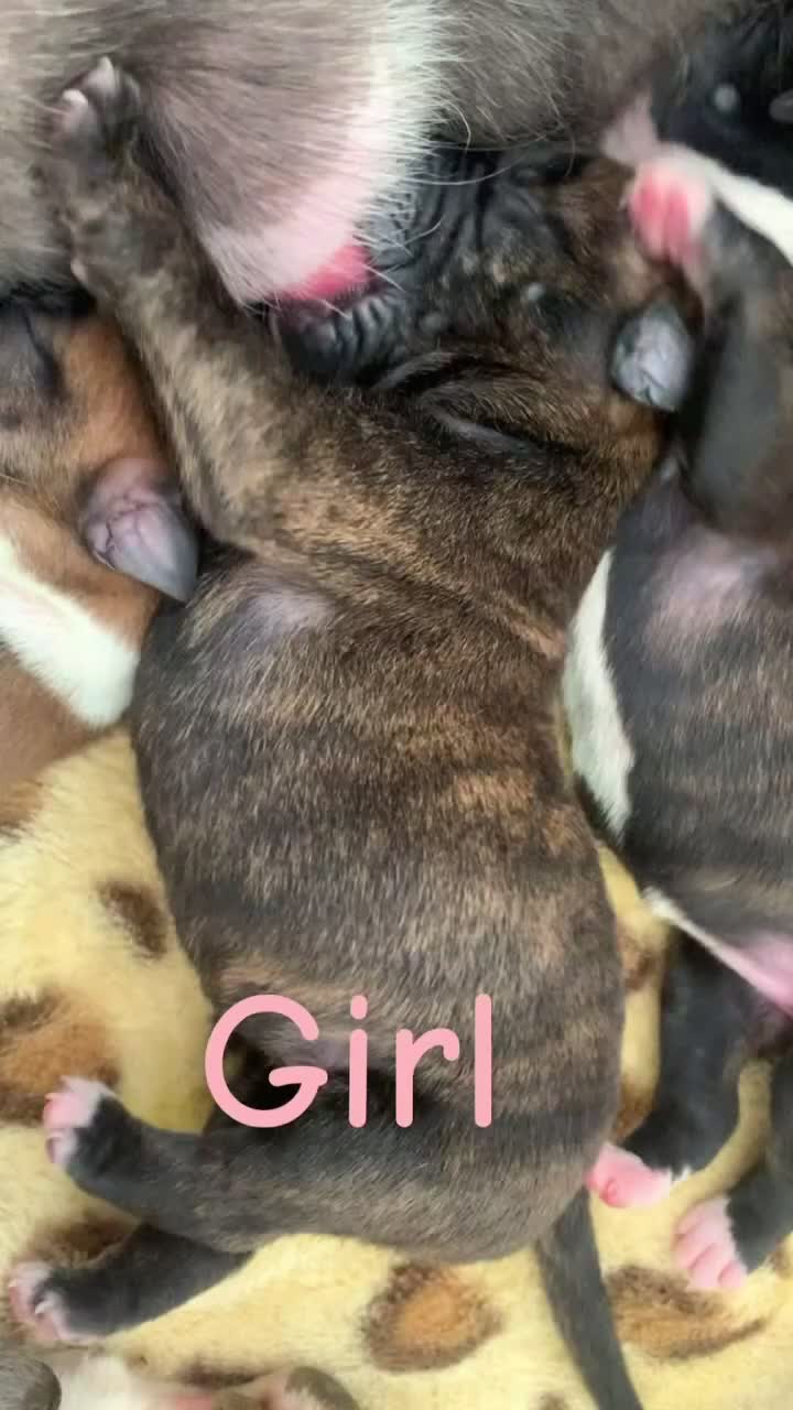 Mixed Breed dogs for sale: Staffy cross Belgium Shepard puppys  in Gosport - Video 2