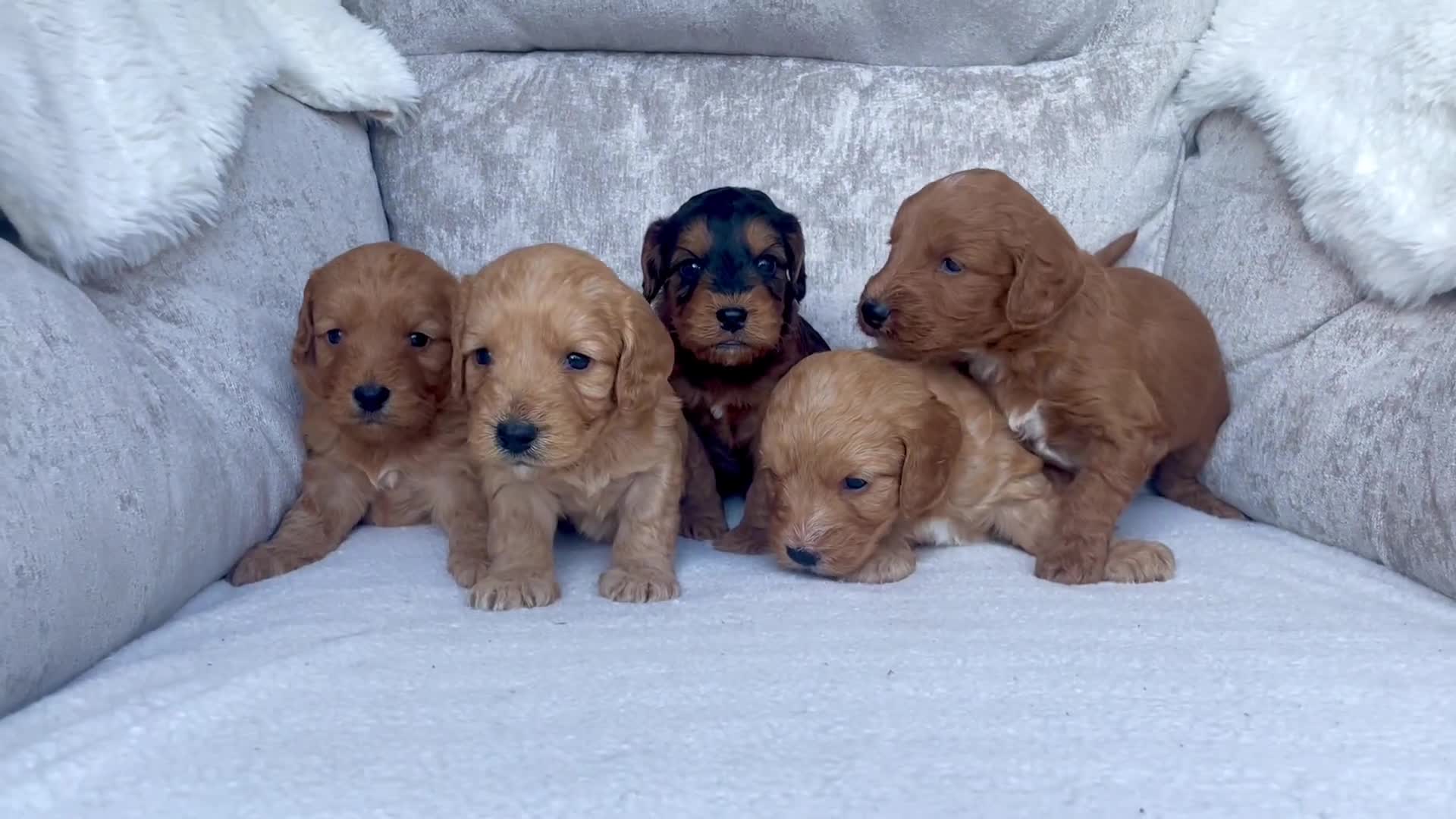 Cockapoo dogs for sale: 😍😍 F1 cockapoo puppies 😍😍 - Video 1