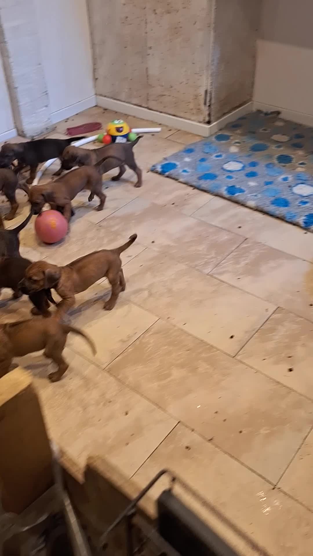 Rhodesian Ridgeback dogs for sale: Champion Bloodline Pups Available  - Video 1