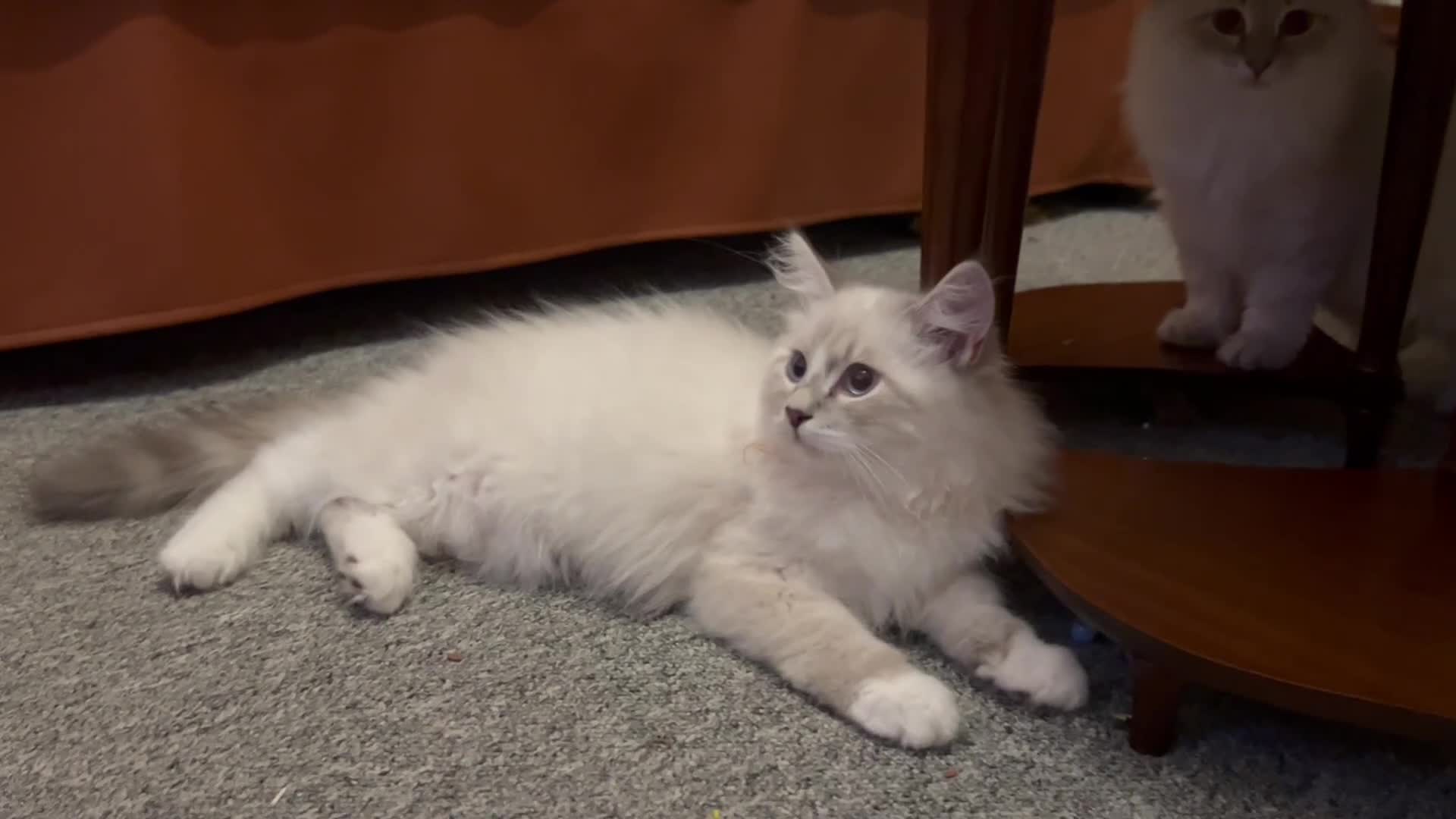 Siberian cats for sale: Sweet human friendly Siberians  - Video 5