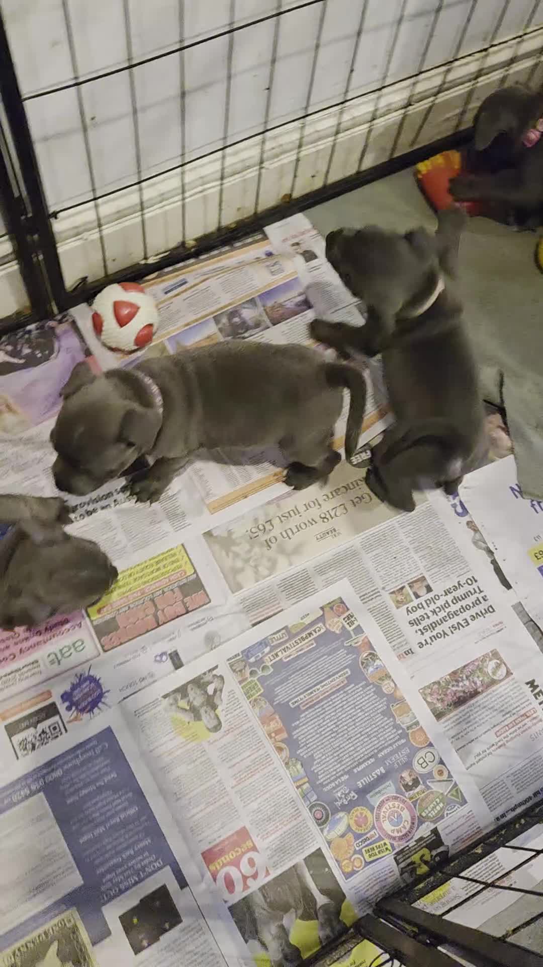 Staffordshire Bull Terrier dogs for sale: TOP QUALITY BLOODLINE STAFFIE PUPPIES - Video 1