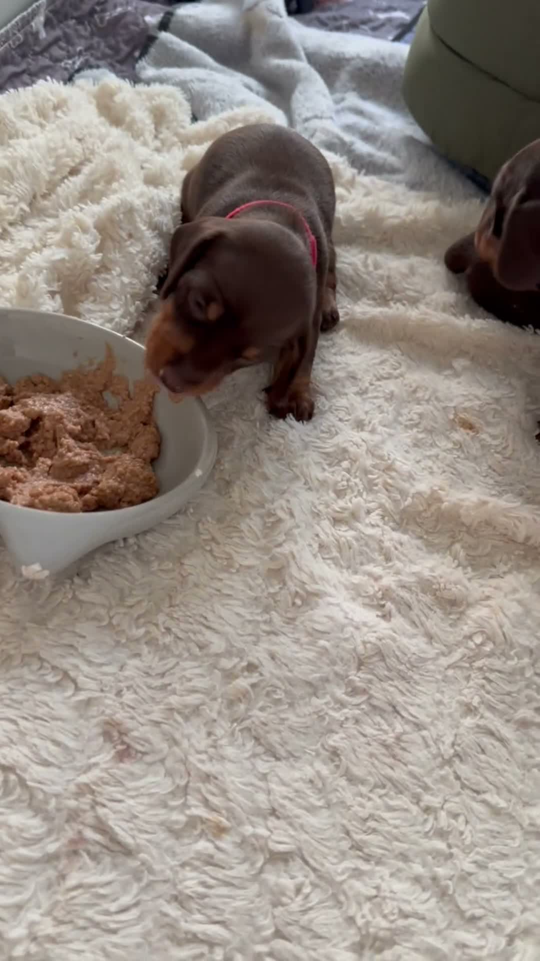 Miniature Dachshund dogs for sale: KC Registered Quality Mini Dachshunds - PRA Clear - Video 3