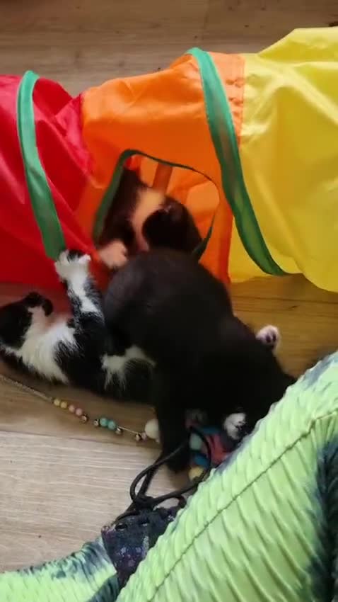 Domestic Shorthair cats for sale:  Rescued at Two Days Old  - Video 3